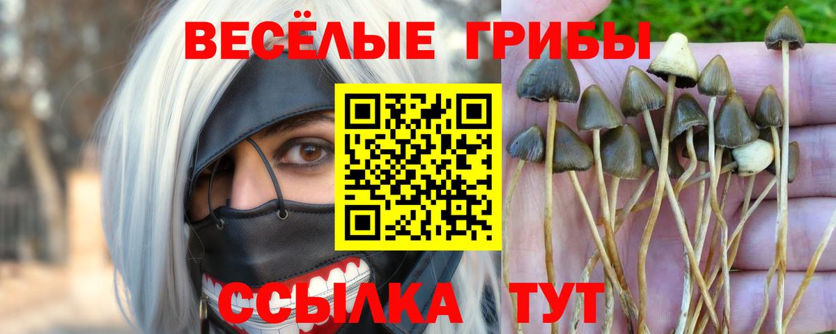 Сунжа  Галлюциногенные грибы Psilocybe  Вход с VPN  Псилоцибиновые грибы мицелий 