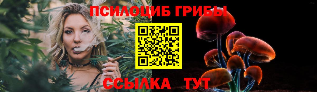 Псилоцибиновые грибы Cubensis Сунжа
